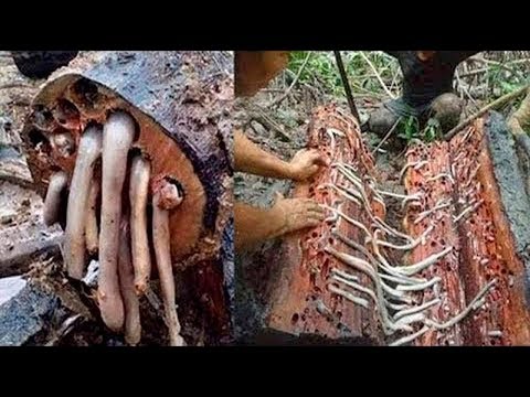 10 WEIRDEST FOODS IN THE WORLD