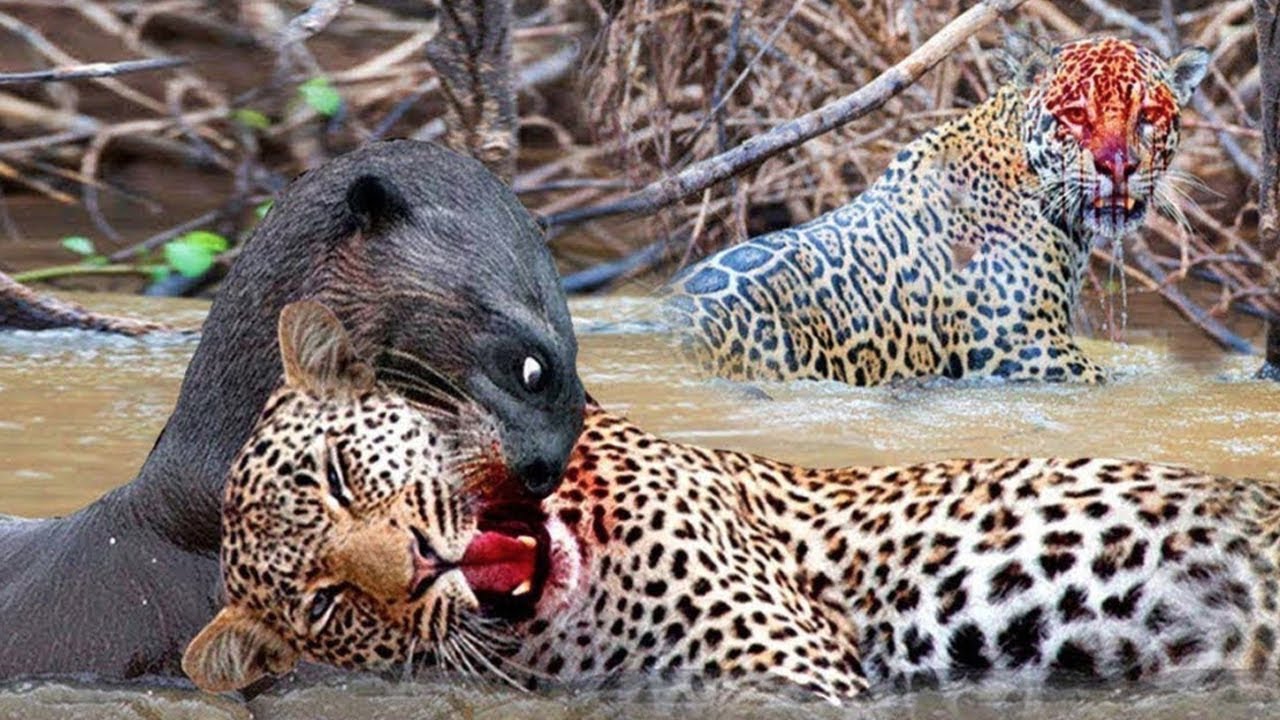 🐆 Jaguar Vs Giant Otter Confrontation Ends With A Fatal Head Bite | How Did the Jaguar Escape?
