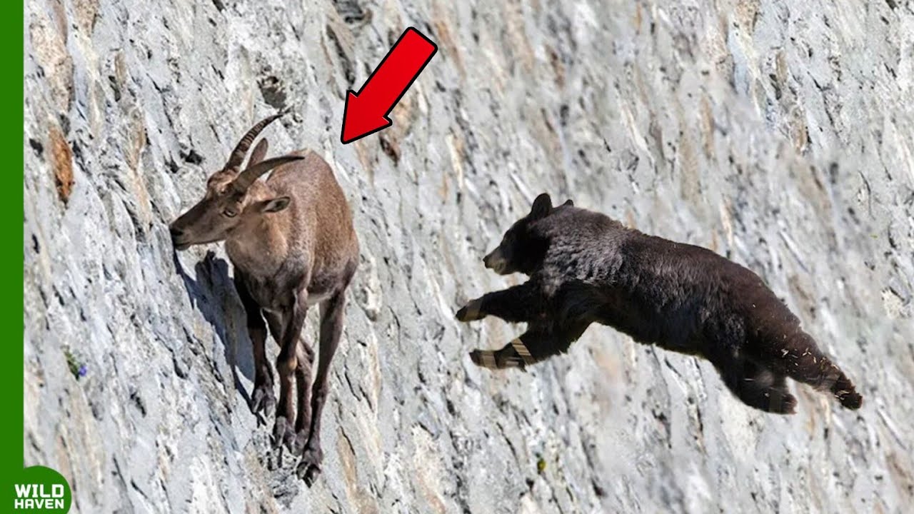 🐻 Bear Attacks Goat and Pays the Price | Shocking Wildlife Encounter Caught on Camera!