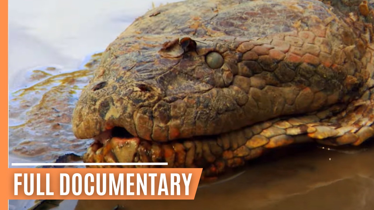 🐍 Deadly Encounter – Anaconda, the Silent Predator | Full Documentary